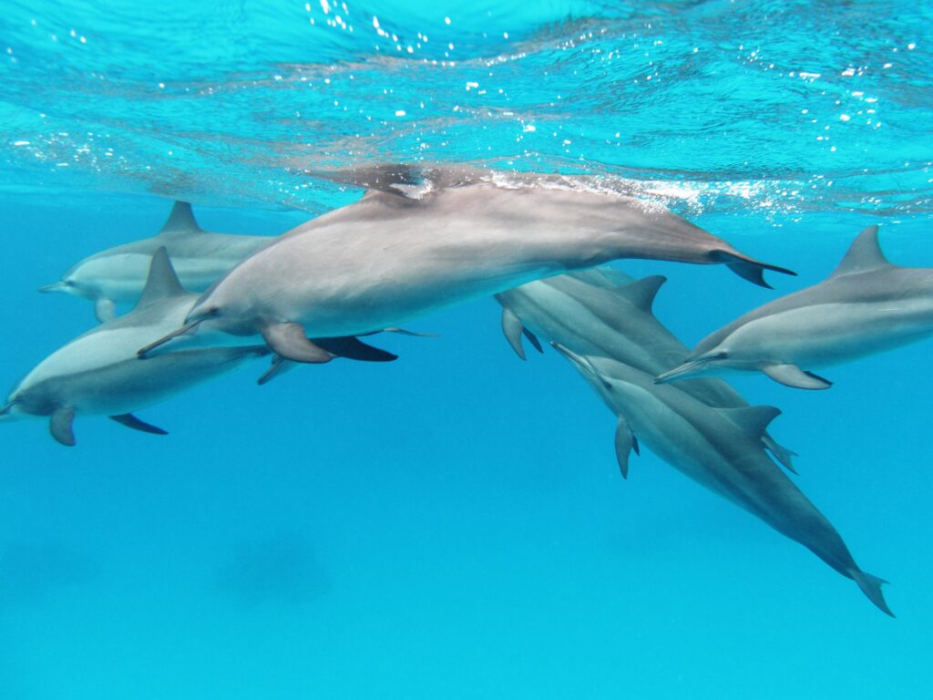 HMA pods red spinner dolphins